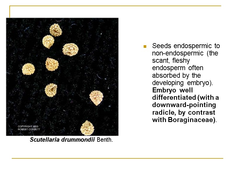 Seeds endospermic to non-endospermic (the scant, fleshy endosperm often absorbed by the developing embryo).